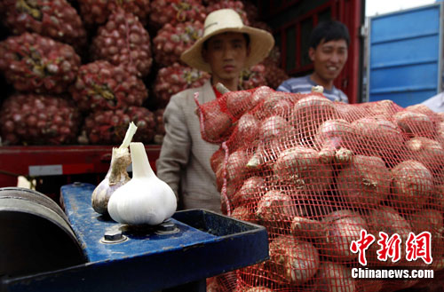 资料图：大蒜。<a target='_blank' href='http://www.chinanews.com/'>中新社</a>发 张宇 摄