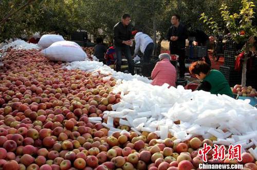 资料图：收购商聚集在果园内。　梁君鹏　摄