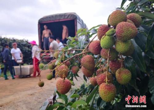 荔枝资料图。<a target='_blank' href='http://www.chinanews.com/'>中新社</a>记者 尹海明 摄