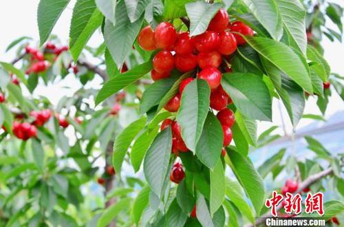 图为樱桃示范基地的樱桃，由于特殊的气候和地理条件，再加上雪山融水的灌溉，樱桃含糖量超过30度，樱桃直径普遍达到25毫米，最大的有38毫米。　鲁丹阳 摄