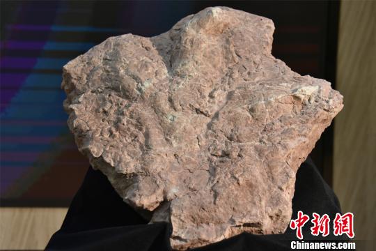 亚洲首例霸王龙足迹收藏于福建南安将向市民开放展示