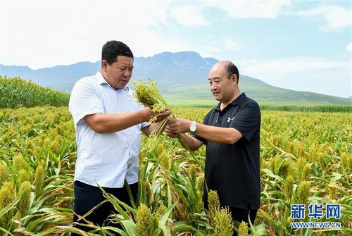 赤峰市农牧科学研究院研究员王昇(右)与笤帚苗种植户在巴林左旗林东镇的田地中查看笤帚苗长势。 赤峰市农牧科学研究院研究员王昇(右)与笤帚苗种植户在巴林左旗林东镇的田地中查看笤帚苗长势。