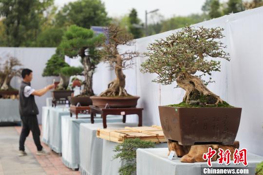 图为2019年国际盆景赏石大会暨中国？遵义第四届交旅投杯盆景展现场。　瞿宏伦 摄