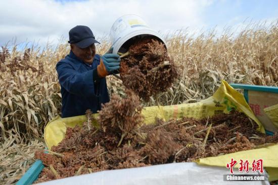 资料图：农民收获作物。<a target='_blank' href='http://www.chinanews.com/'>中新社</a>记者 刘文华 摄
