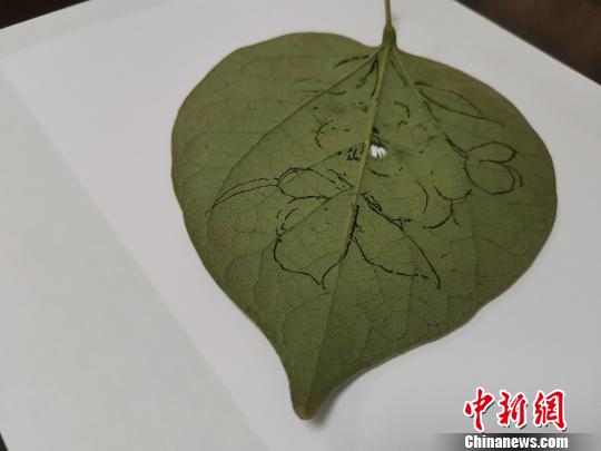 图为都婉莉在树叶上进行构图。　孙宏瑗 摄