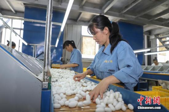 资料图：贵州独山桑蚕产业助民增收。种桑养蚕已成为该县产业扶贫的主导产业之一。<a target='_blank' href='http://www.chinanews.com/'>中新社</a>记者 瞿宏伦 摄