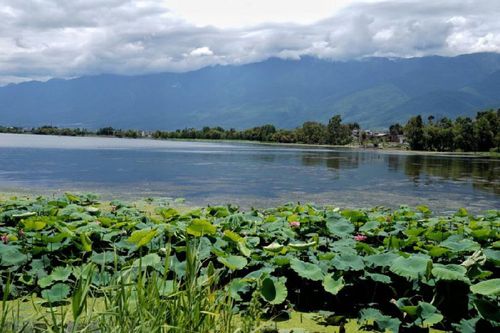 大理洱海边的湿地风景（2019年8月10日摄）。