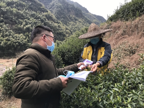 大龙湫茶业有限公司工人采摘茶叶