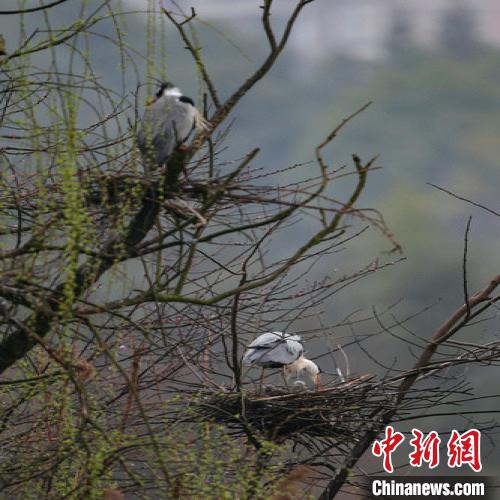 资料图：贵阳苍鹭筑巢忙。　瞿宏伦 摄