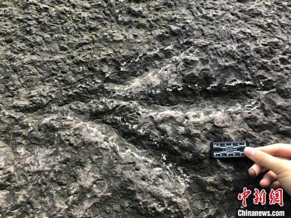 图为歌乐山卡岩塔足迹特征。重庆市规划和自然资源局供图