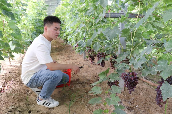 图为游客在海子崖生态自摘园里采摘大葡萄