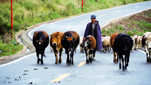 彝族山村特口甲谷的脱贫路4