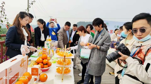 记者驾车体验“四好农村路”，深入桔园等现场采访。