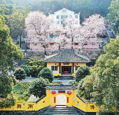 图为方竹寺樱花。