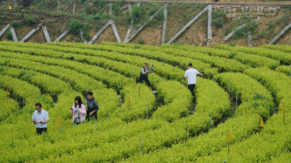 木门生态茶园