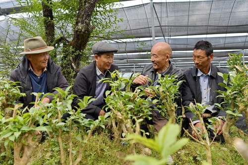（新华全媒头条·图文互动）（6）一抹茗香(368691)-20210609104909