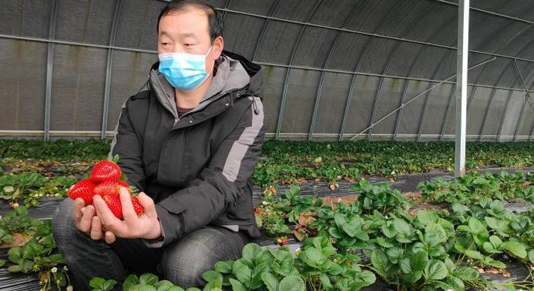 新春走基层丨河南一蔬菜产业村：足不出村卖菜 田间地头数钱