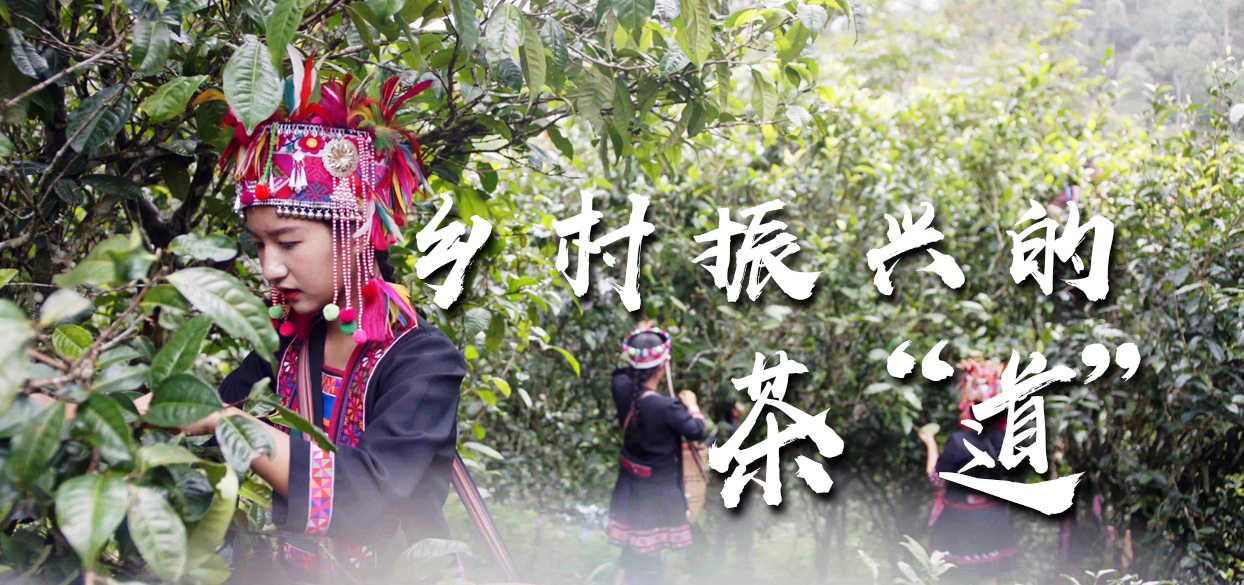微光 | 茶 “道”，少数民族村民的“致富道”！