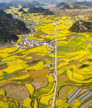 贵州：油菜花海绽春光