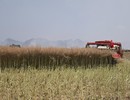 油菜抗裂角育种获重要突破 机收损失率大幅降低