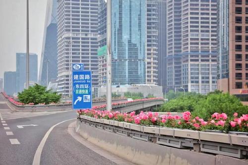 ▲5月5日，东三环国贸桥，桥体护栏上悬挂着长方形花箱，粉色月季在微风中摇曳生姿。新京报记者 薛珺 摄