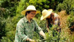 俞娟：茶叶绘就黄山民生新图景