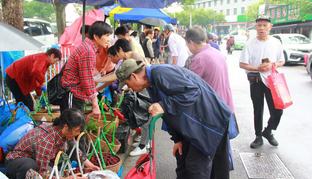 浙江宁波：江北区延续9年的“杨梅街”藏着最甜的烟火气