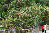 广西南宁：夏日路树果飘香
