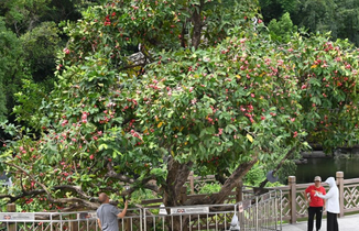广西南宁：夏日路树果飘香
