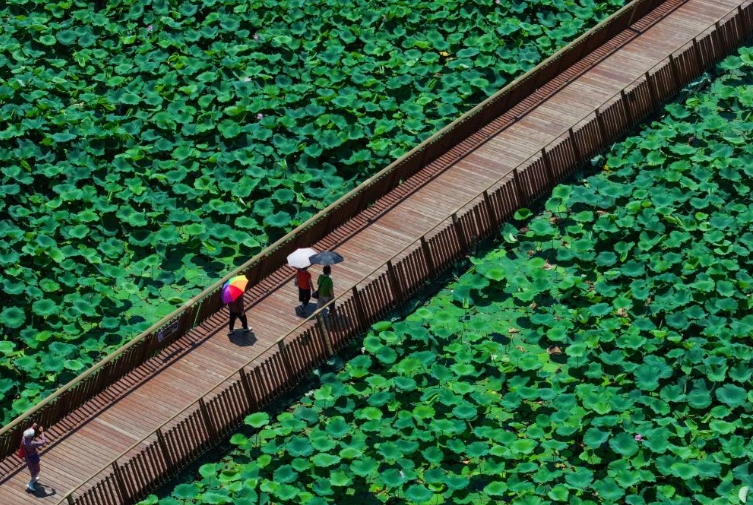 玄武湖畔赏荷乐