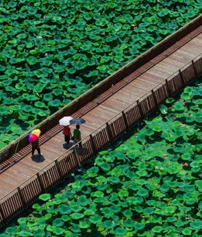 玄武湖畔赏荷乐