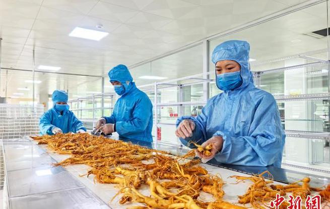 吉林人参变身“零食新贵” 创新产品受中外市场认可