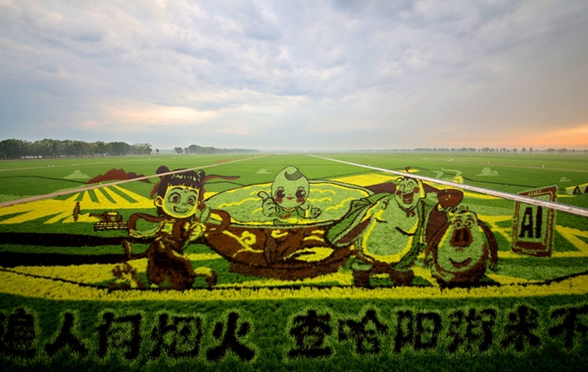 “北大仓”铺展壮美稻田画卷