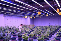 安徽宿州：打造种业科技谷