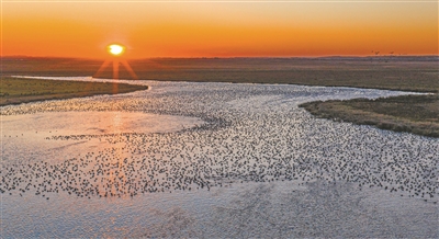 10月14日，候鸟在黑龙江挠力河国家级自然保护区内聚集。 （新华社发）