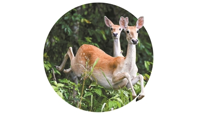 海南坡鹿在海南邦溪省级自然保护区内飞奔