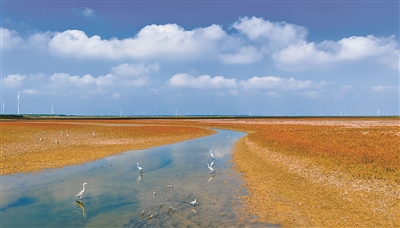 候鸟在江苏东台条子泥湿地栖息、觅食