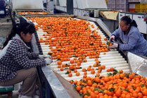 云南华宁:柑橘产业助增收