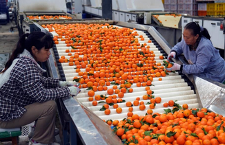 云南华宁：柑橘产业助增收