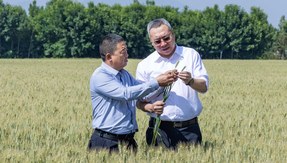 “那我还是选择小麦”