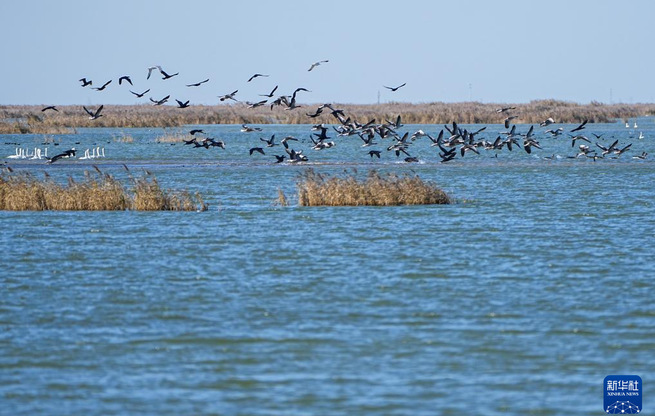 黄河三角洲国家级自然保护区迎来大批越冬候鸟