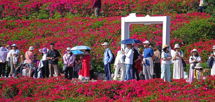 冬来赏花正当时