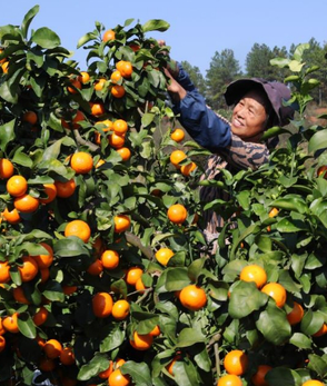 湖南衡阳：硕果盈枝采摘忙