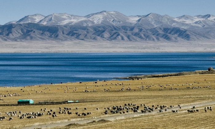 青海湖畔冬日牧羊图