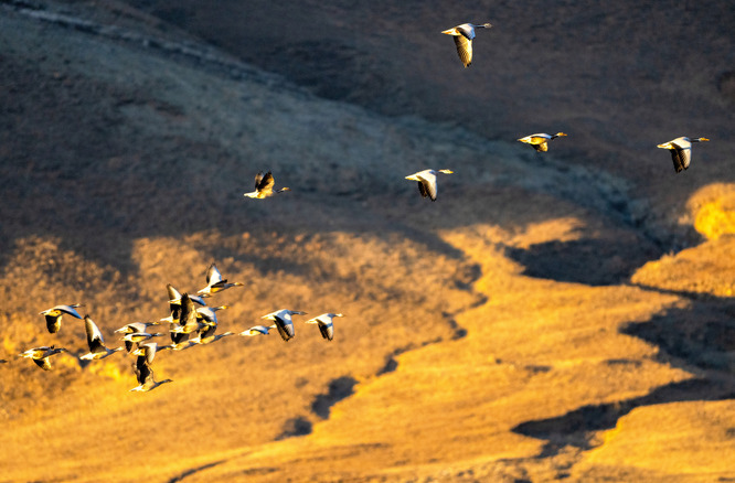 羽翼之下：观鸟热潮绘就生态与经济共赢图景