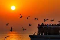 天津：候鸟翔集津门