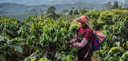 云南普洱：咖啡田的丰收时光