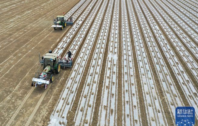 农业农村部部署推进晚播小麦油菜冬前田管保安全越冬工作