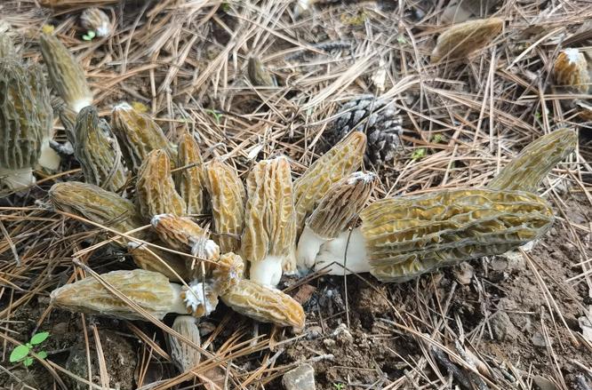 蘑菇种植遇真菌“捣蛋鬼”？科学防控有“招数”