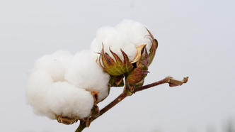 破解棉花的“成长密码”